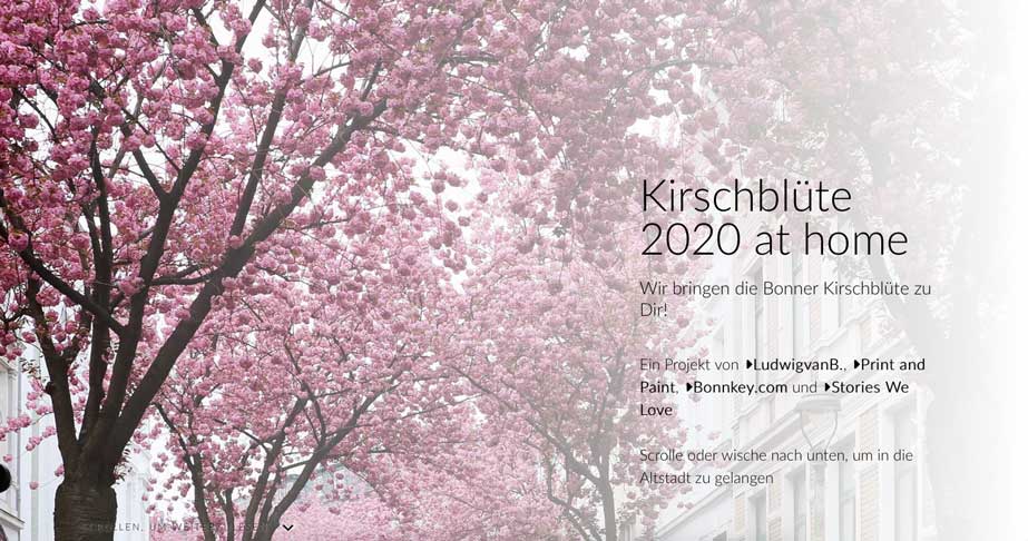 Kirschblüte at home: Screenshot der Web-App zur Kirschblüte in Bonn 2020